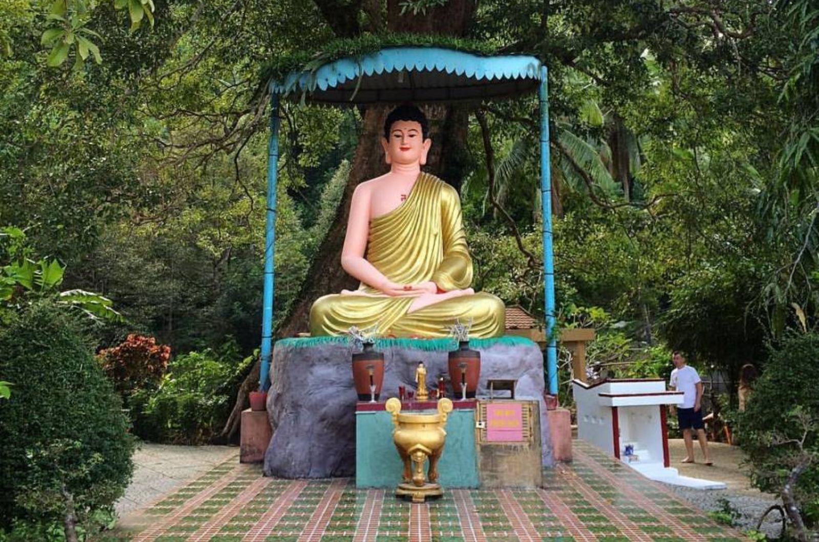 Tượng Phật và cây Kơ-nia