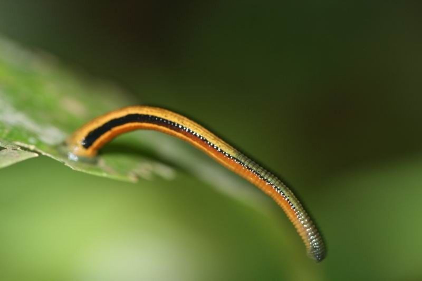 Vẻ bề ngoài của vắt khá giống con đỉa