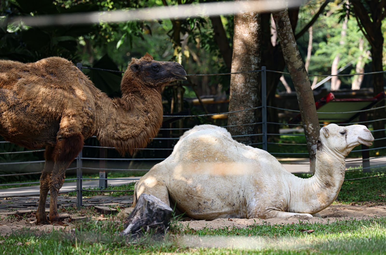 Vinpearl Safari được chia làm 2 phần  