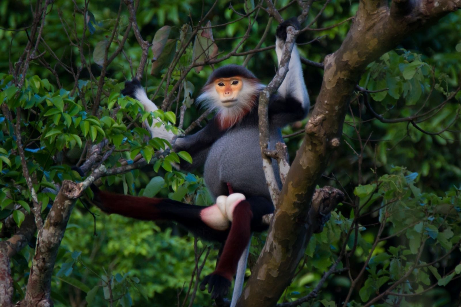 Voọc chà vá chân nâu 