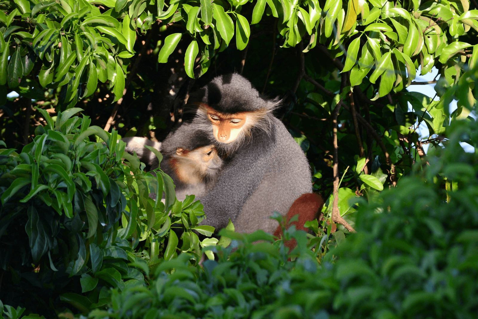 Voọc chà vá chân nâu trên cành cây trong rừng nguyên sinh