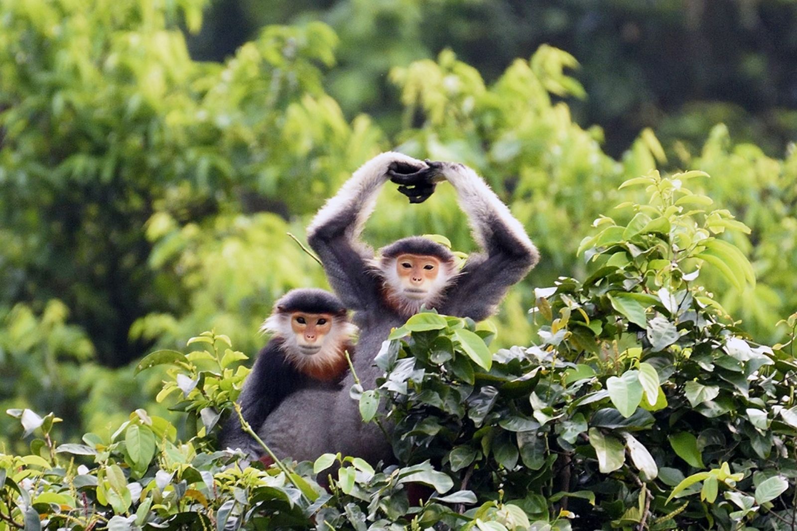 Voọc Chà Vá Chân Nâu ở bán đảo Sơn Trà 