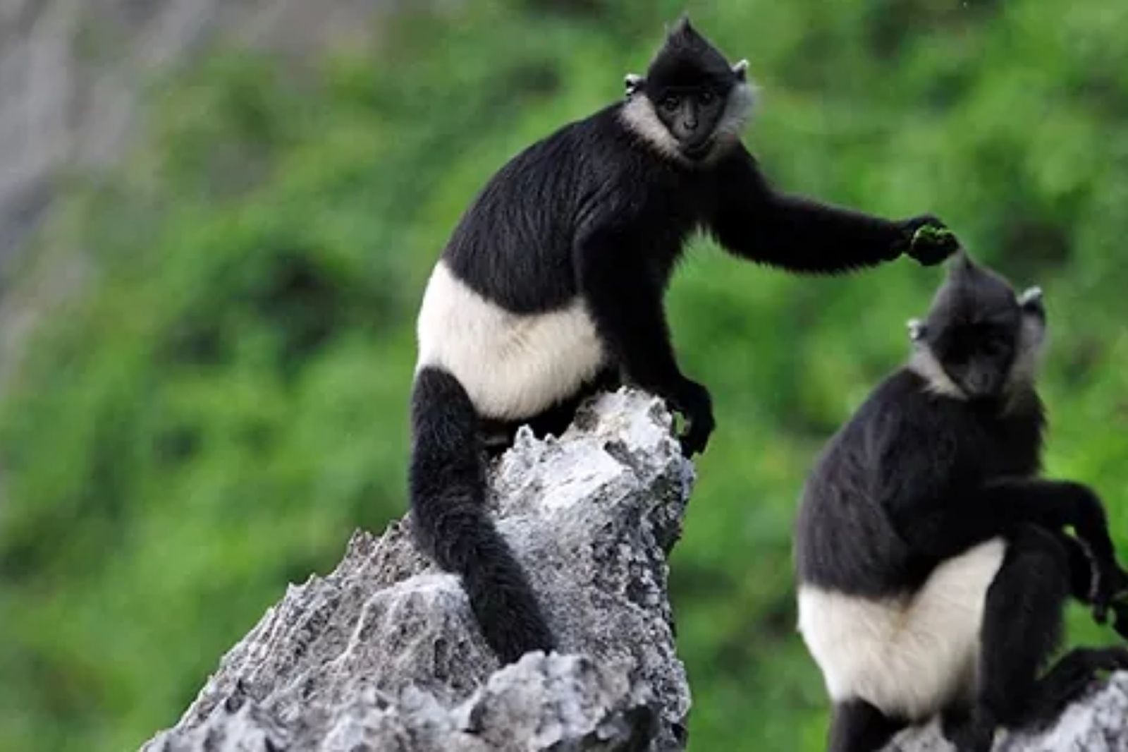 Voọc mông trắng ở Đầm Vân Long