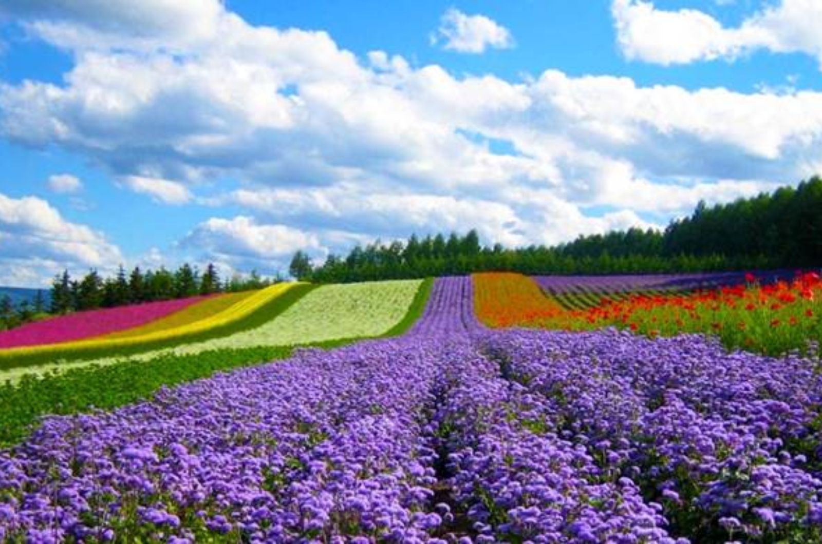 Vườn hoa Đà Lạt là một trong những điểm du lịch nổi bật ở Đà Lạt 